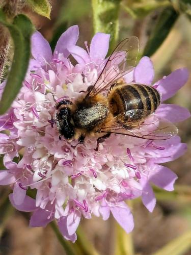 Apis mellifera